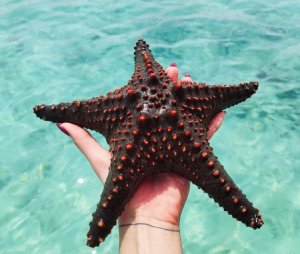 Morska zvijezda